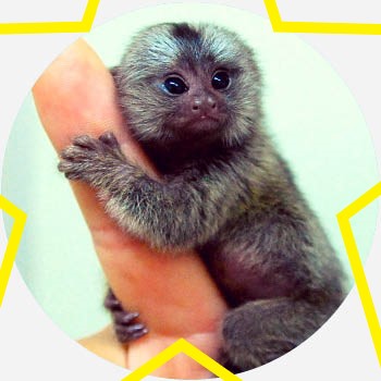 What Are Finger Monkeys