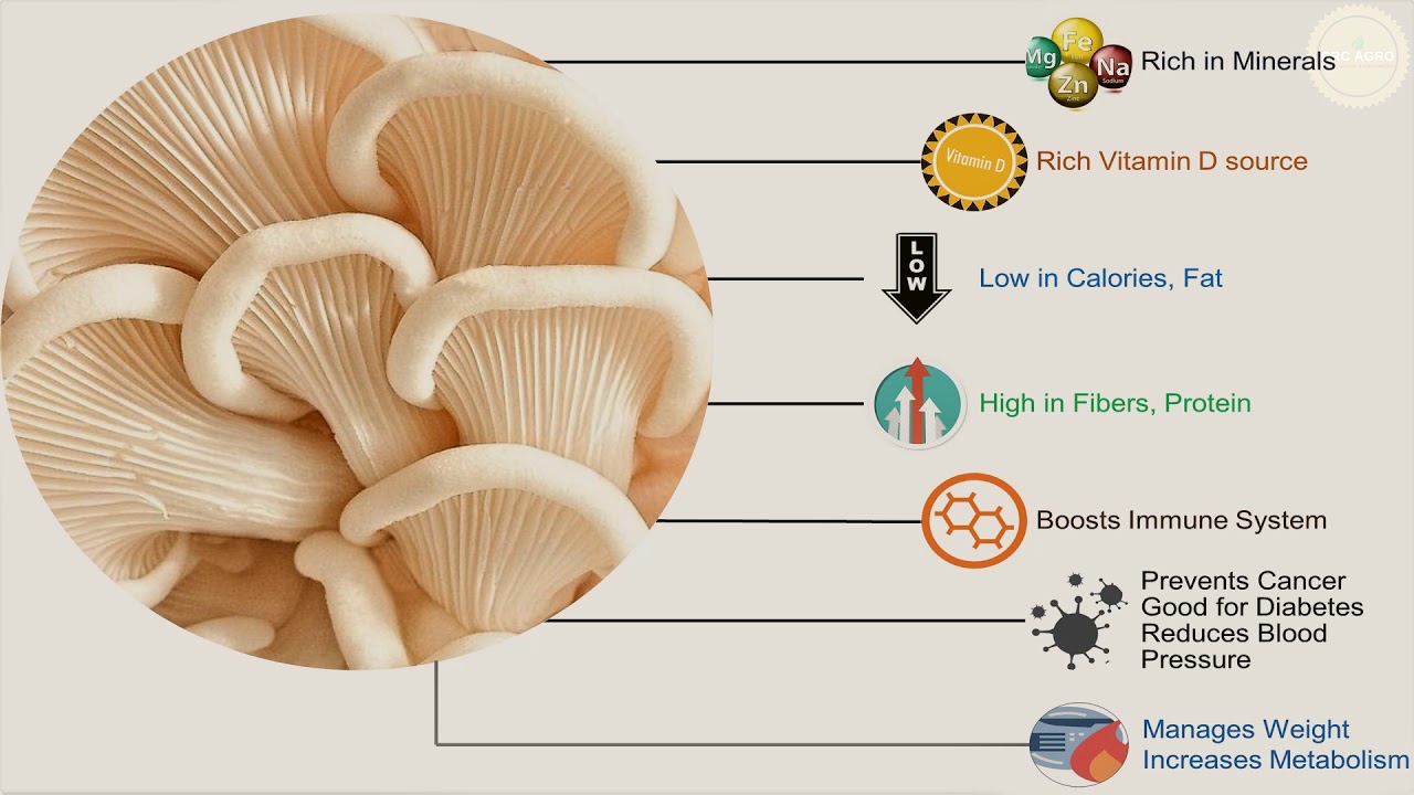 What is Cremini mushrooms