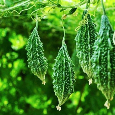 Bitter Gourd Plant