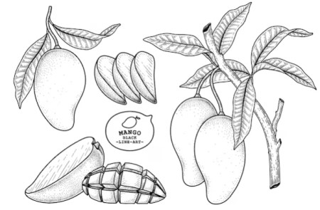 mangoes drawing